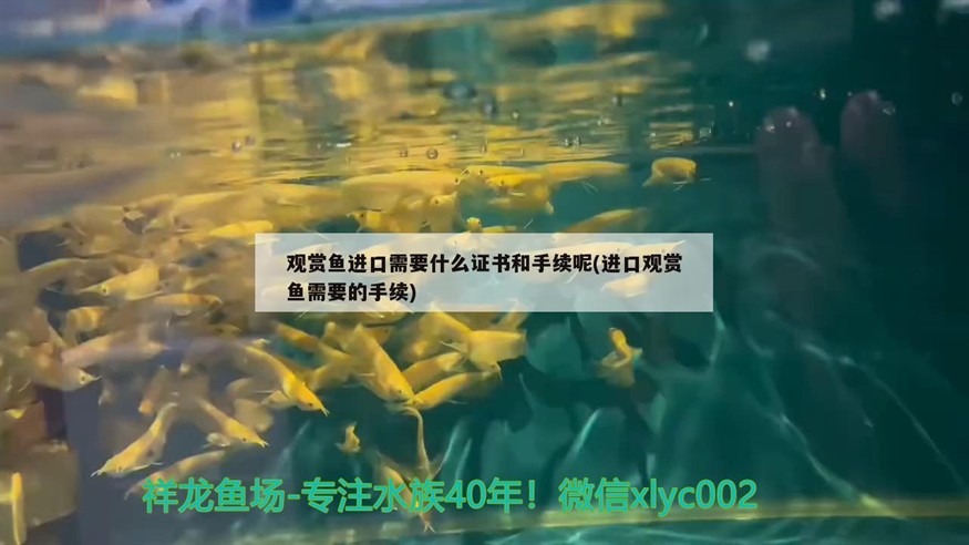 搶救過來的小虎魚
