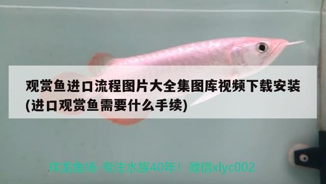 搶救過來的小虎魚