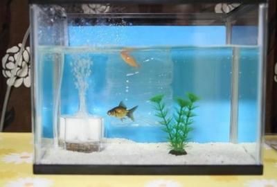 冬天魚缸水發白怎么辦：如何處理魚缸水發白