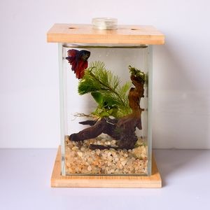 斗魚缸需要造景嗎視頻：斗魚缸造景與養護技巧斗魚缸造景與養護技巧斗魚缸造景
