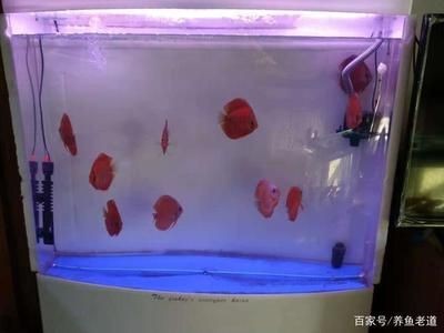 多久清洗魚缸最好：關于魚缸清洗的最佳實踐