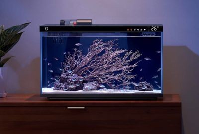 多久清洗魚缸最好：關于魚缸清洗的最佳實踐