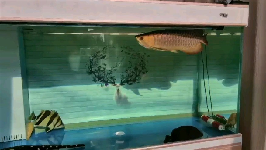 太陽光下的龍魚虎魚 太陽光下的龍魚虎魚 虎魚百科 第1張