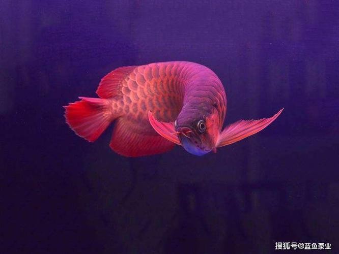 紅龍魚是什么品種的（紅龍魚是什么品種的魚）