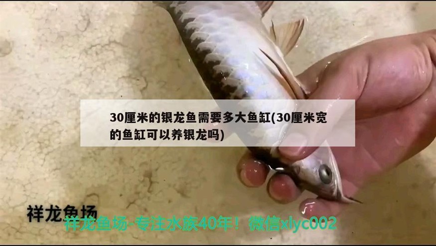小雜花印尼虎魚
