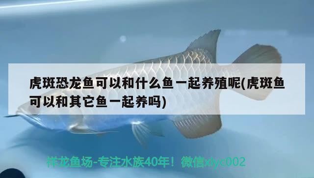 小雜花印尼虎魚