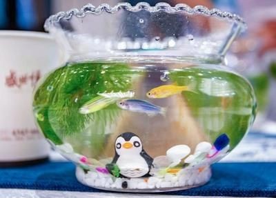 彩石放在魚缸里魚會(huì)死嗎視頻：彩石放在魚缸里會(huì)對魚產(chǎn)生一定影響嗎？