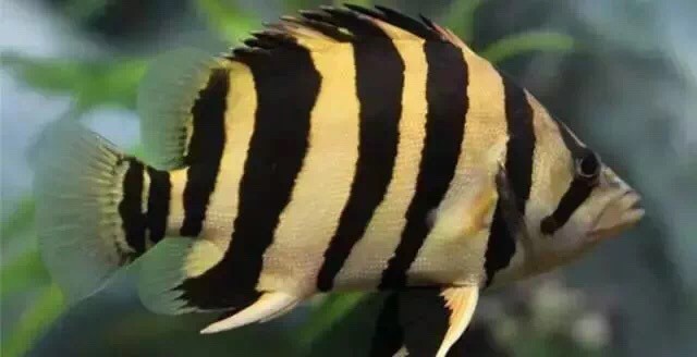 養虎魚的看過來小虎有話要說