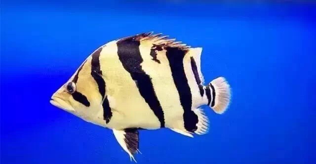 養虎魚的看過來小虎有話要說