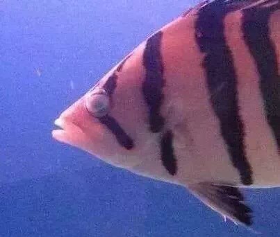 養虎魚的看過來小虎有話要說