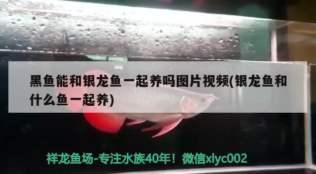 黑魚能和銀龍魚一起養嗎圖片視頻(銀龍魚和什么魚一起養) 黑魚能和銀龍魚一起養嗎圖片視頻(銀龍魚和什么魚一起養) 銀龍魚百科