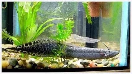 龍魚剛入缸張嘴呼吸怎么辦 龍魚剛入缸張嘴呼吸怎么辦 龍魚百科 第1張