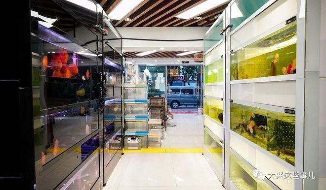 南昌水族批發(fā)市場在哪里？，南昌水族批發(fā)市場