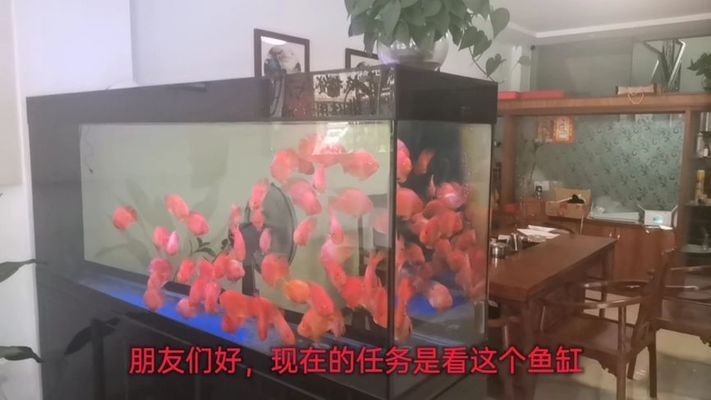 大型魚缸怎么搬運好看視頻：大型魚缸搬運技巧