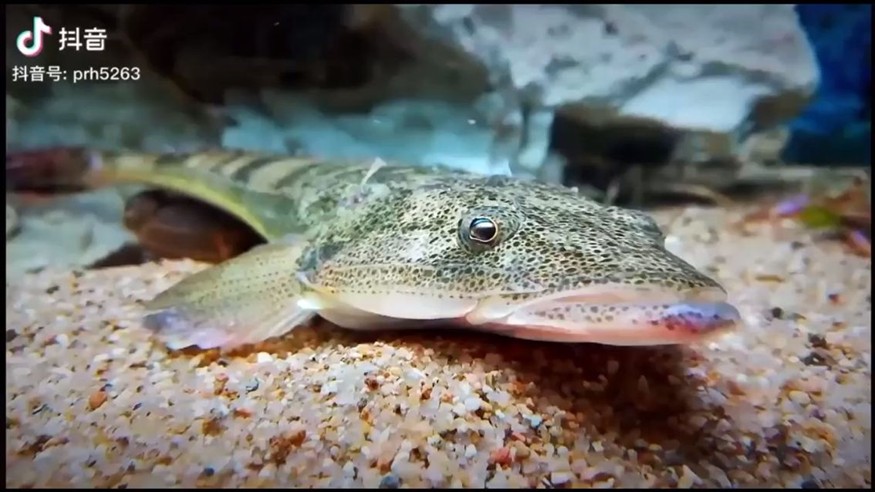 養的龍魚能吃嗎有毒嗎 養的龍魚能吃嗎有毒嗎 龍魚百科 第1張