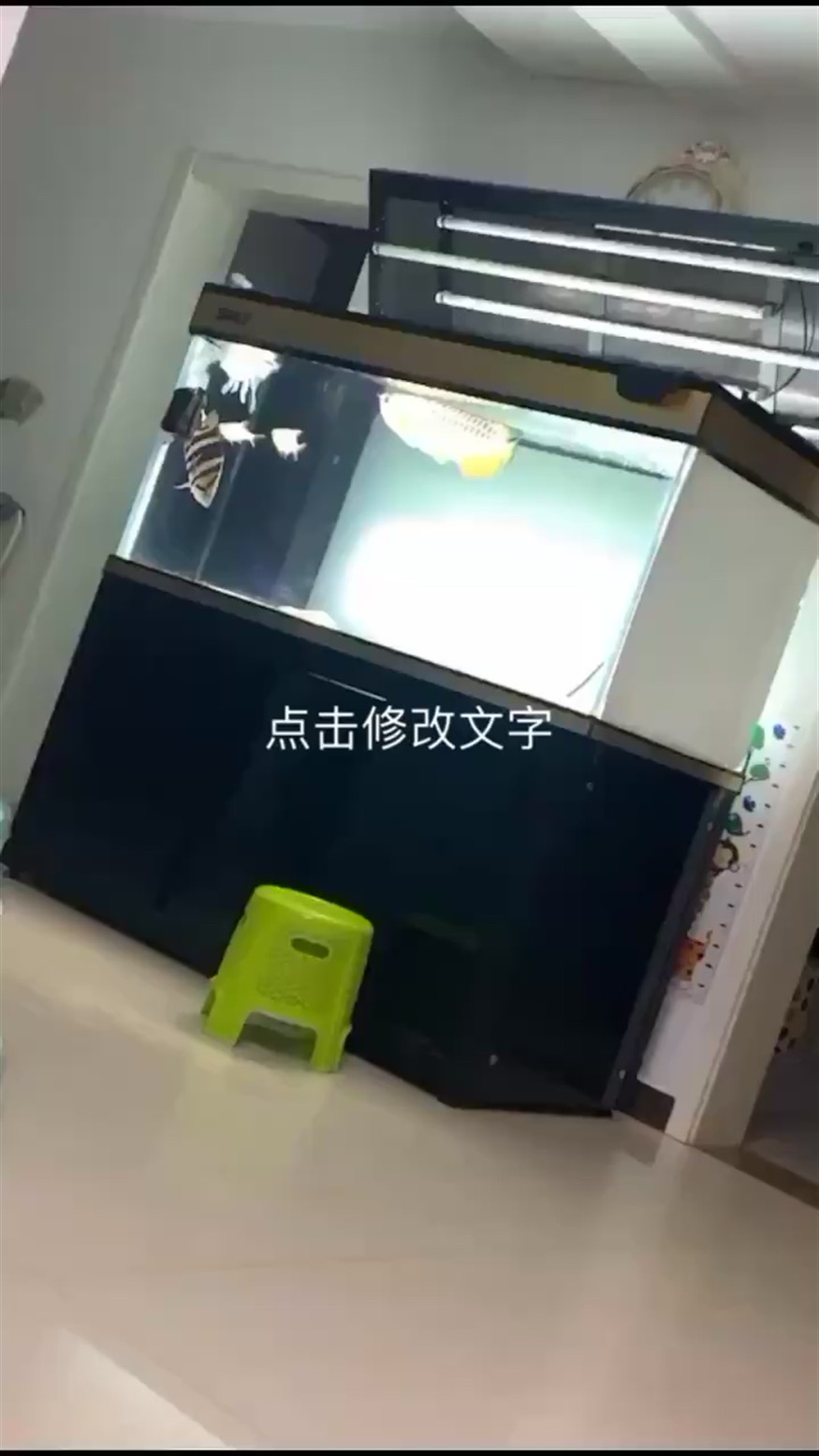 虎魚 印尼虎