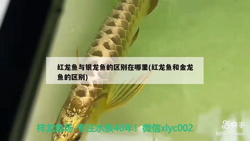 紅龍魚與銀龍魚的區(qū)別在哪里(紅龍魚和金龍魚的區(qū)別)