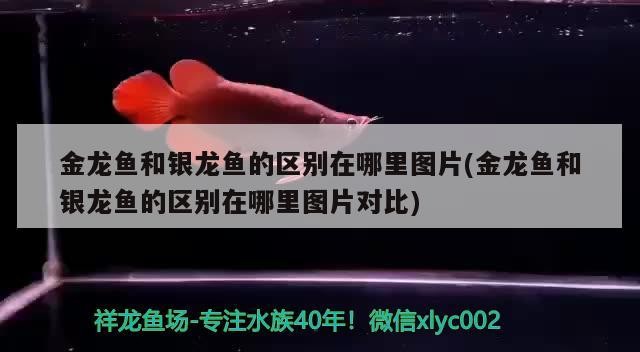 金龍魚和銀龍魚的區別在哪里圖片(金龍魚和銀龍魚的區別在哪里圖片對比)