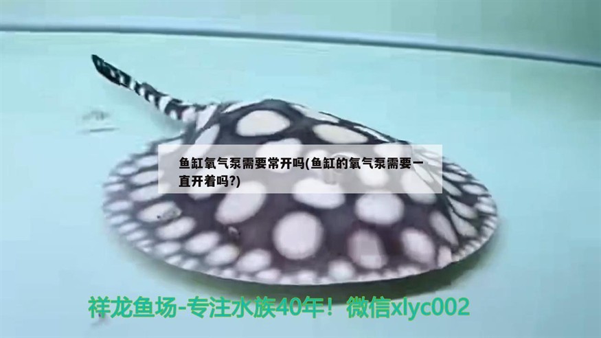 魚缸氧氣泵需要常開嗎(魚缸的氧氣泵需要一直開著嗎?)