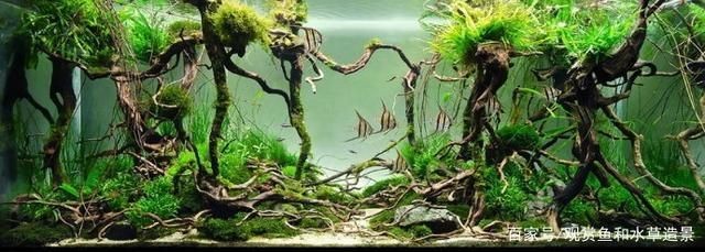 大型原生魚缸造景設(shè)計效果圖：大型原生魚缸造景設(shè)計效果圖是怎樣的？ 大型原生魚缸造景設(shè)計效果圖：大型原生魚缸造景設(shè)計效果圖是怎樣的？ 魚缸百科 第3張