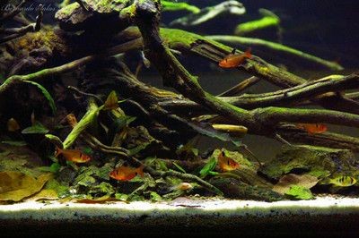 大型原生魚缸造景設(shè)計效果圖：大型原生魚缸造景設(shè)計效果圖是怎樣的？ 大型原生魚缸造景設(shè)計效果圖：大型原生魚缸造景設(shè)計效果圖是怎樣的？ 魚缸百科 第4張