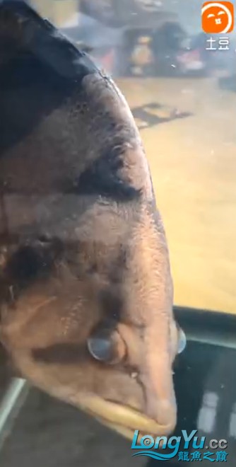 這個虎魚眼睛有問題嗎？請大家來評評理