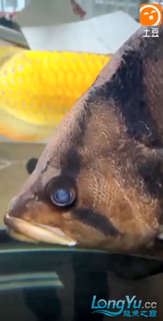 這個虎魚眼睛有問題嗎？請大家來評評理
