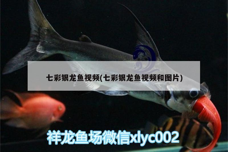 七彩銀龍魚視頻(七彩銀龍魚視頻和圖片)