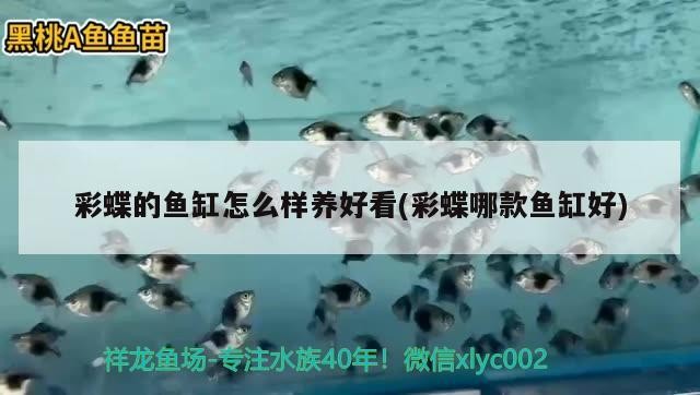 虎魚爆照