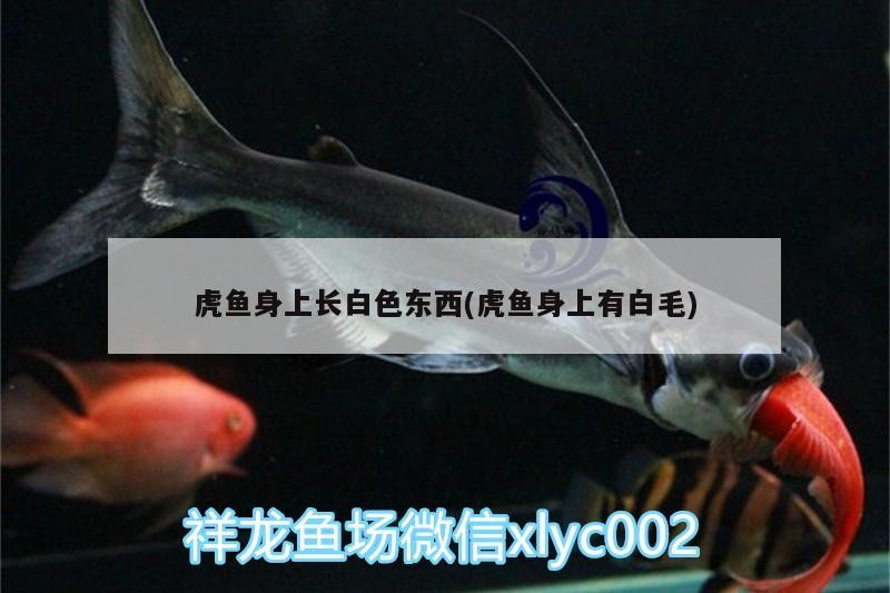 虎魚(yú)身上長(zhǎng)白色東西(虎魚(yú)身上有白毛)
