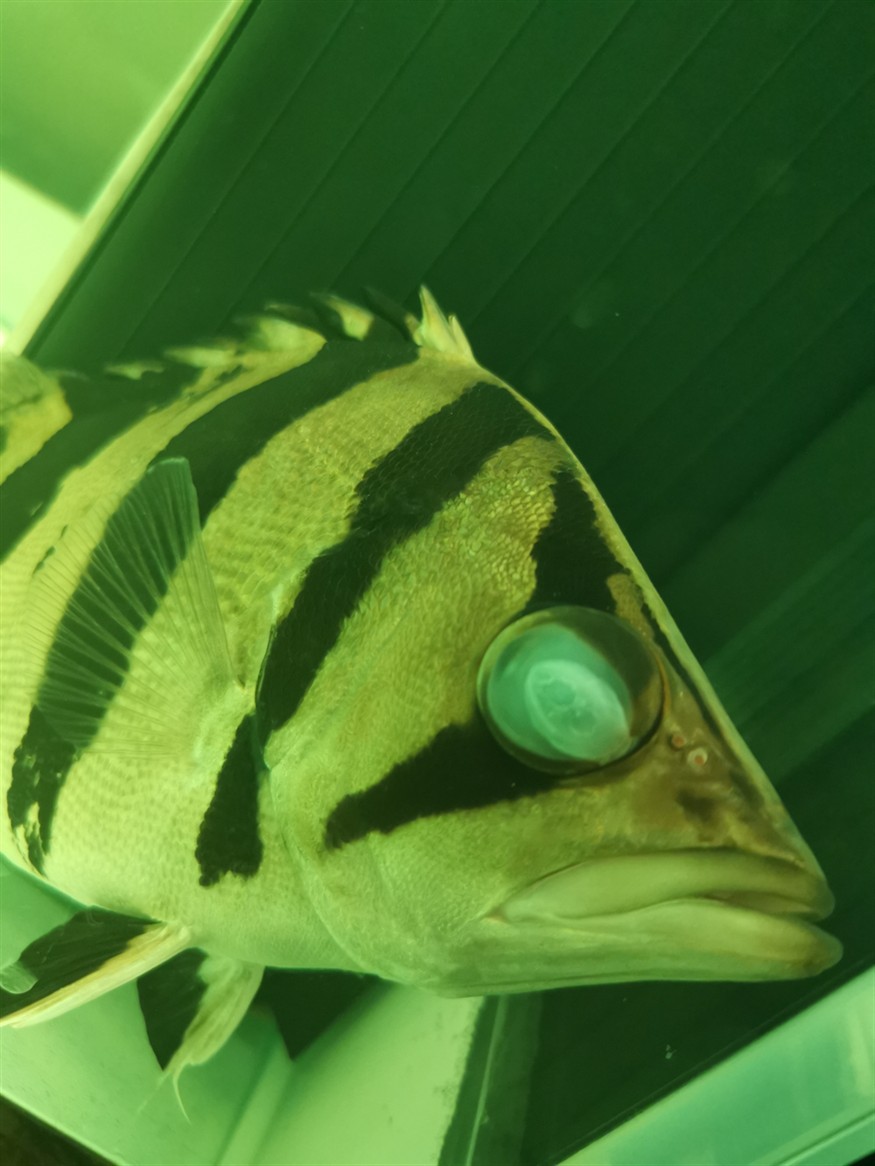 虎魚白內障了嗎？