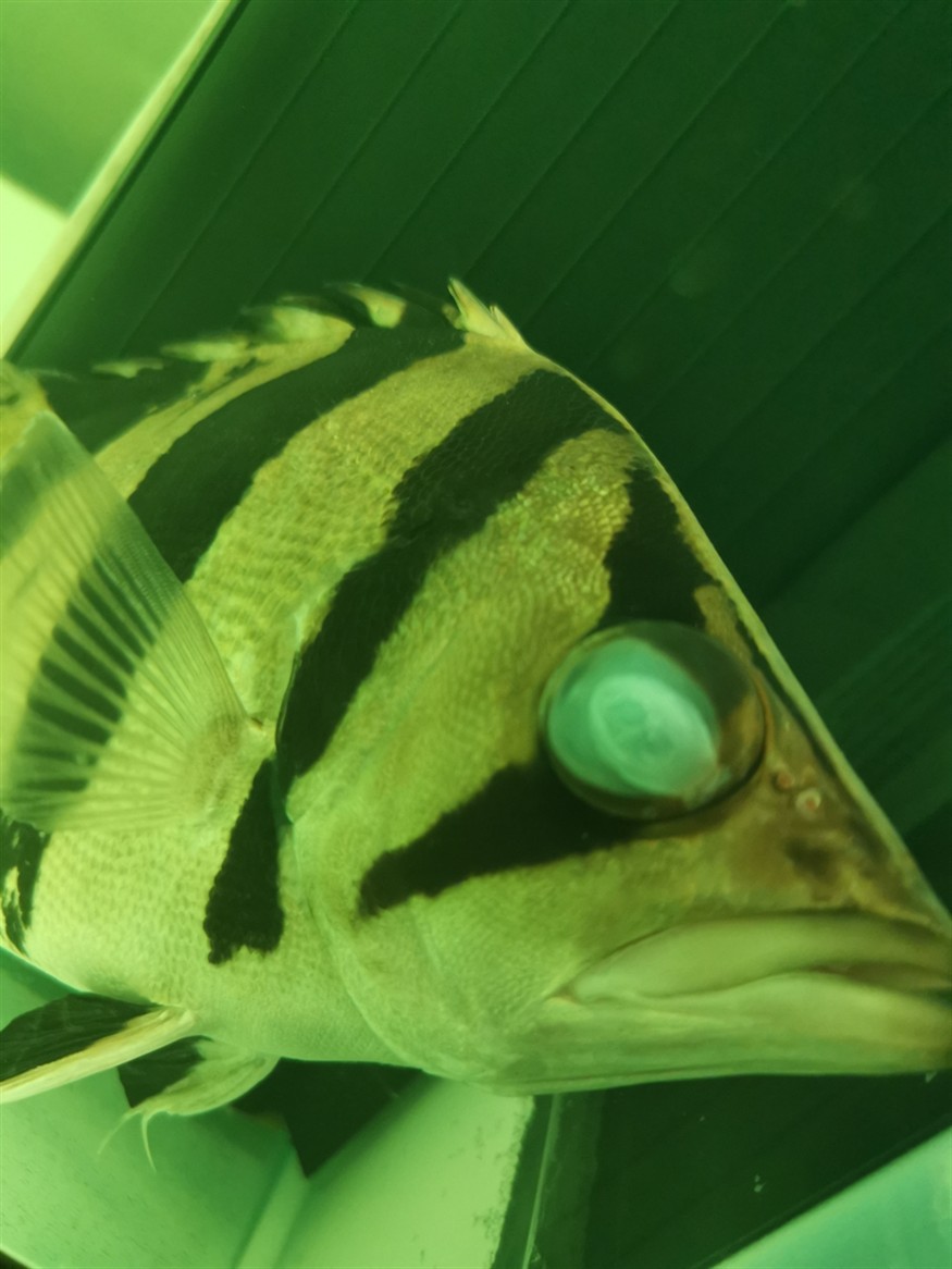 虎魚白內障了嗎？