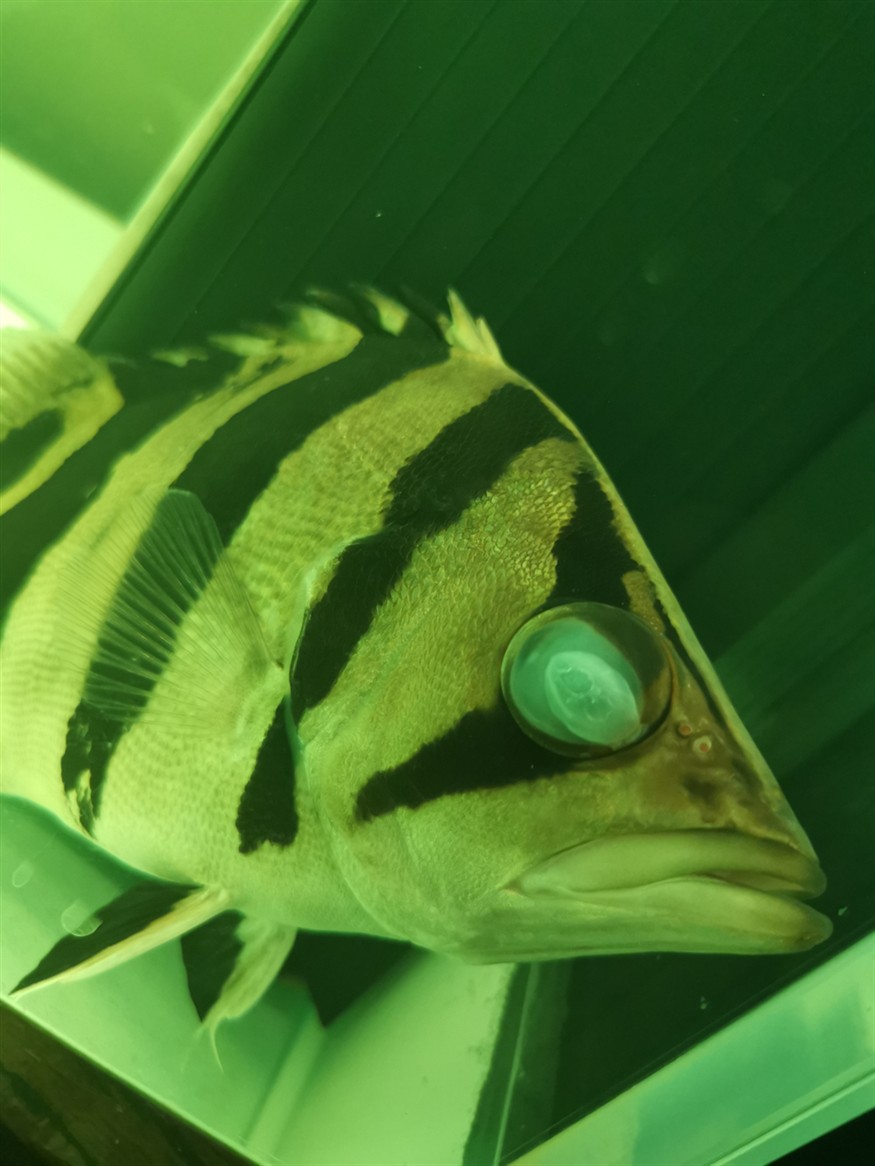 虎魚白內障了嗎？