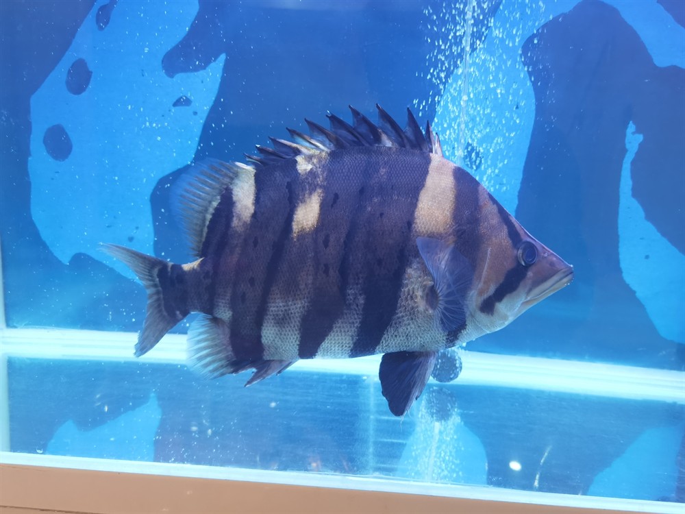 轉(zhuǎn)40公分板磚極品四紋虎魚 轉(zhuǎn)40公分板磚極品四紋虎魚 虎魚百科 第1張