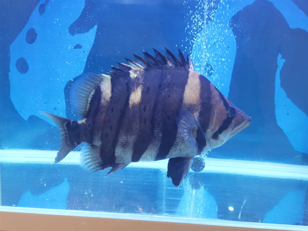 轉(zhuǎn)40公分板磚極品四紋虎魚 轉(zhuǎn)40公分板磚極品四紋虎魚 虎魚百科 第2張