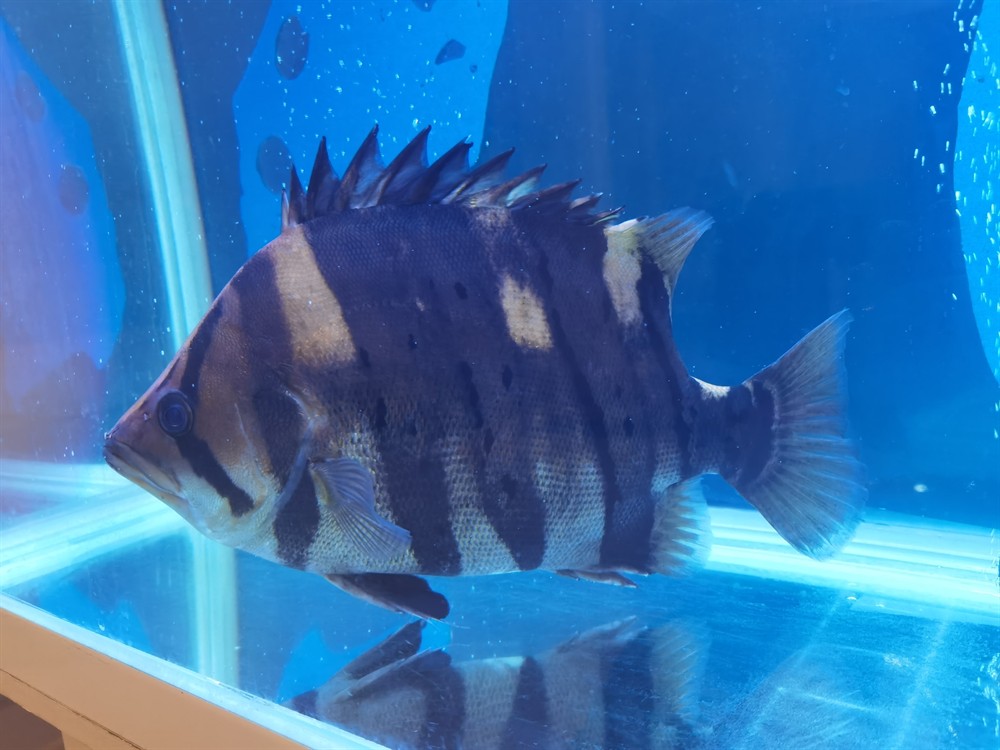 轉(zhuǎn)40公分板磚極品四紋虎魚 轉(zhuǎn)40公分板磚極品四紋虎魚 虎魚百科 第3張
