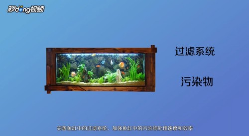 紅龍魚總在缸底游（紅龍魚總在缸底游怎么回事）
