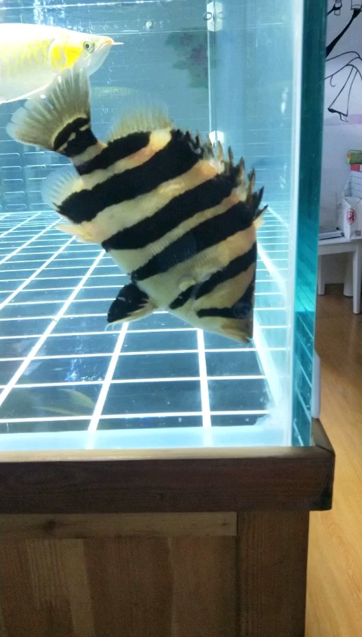 大虎虎魚 大虎虎魚 虎魚百科 第1張