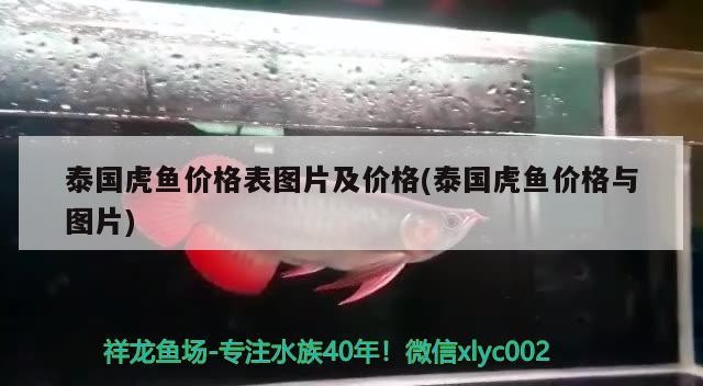 魚缸過濾器選購指南:自制魚缸過濾器魚缸上置過濾器對于養(yǎng)魚愛好者的必備知識 泰國虎魚價格表圖片及價格(泰國虎魚價格與圖片) 虎魚百科 泰國虎魚價格表圖片及價格(泰國虎魚價格與圖片) 泰國虎魚價格表圖片及價格(泰國虎魚價格與圖片) 虎魚百科