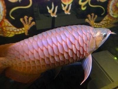 龍魚立鱗怎么治療好的快