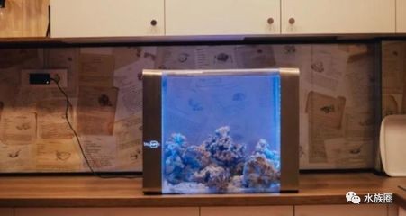 桂東縣漚江鎮雅居閣水族店（桂東縣漚江鎮雅居閣水族店電話）