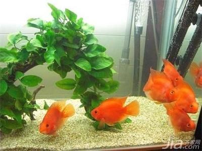 1米2的魚缸養幾條鸚鵡：1米2的魚缸養幾條鸚鵡魚 1米2的魚缸養幾條鸚鵡：1米2的魚缸養幾條鸚鵡魚 魚缸百科 第2張