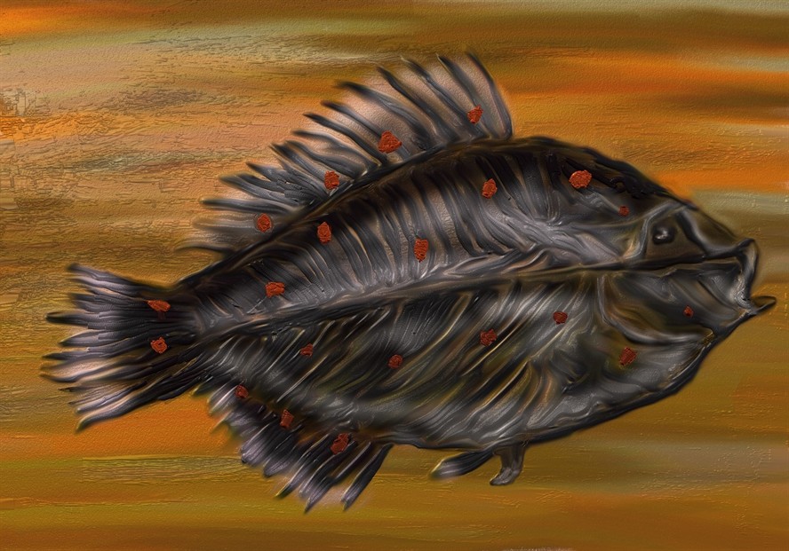 虎魚飼養條件和方法圖片（虎魚飼養條件和方法圖片大全）