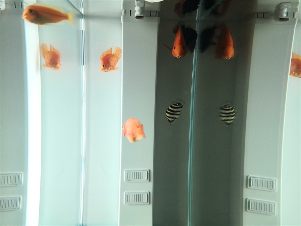 虎魚倒立了求教 虎魚倒立了求教 虎魚百科 第3張