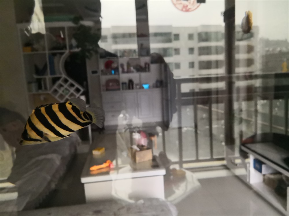 虎魚倒立了求教 虎魚倒立了求教 虎魚百科 第5張