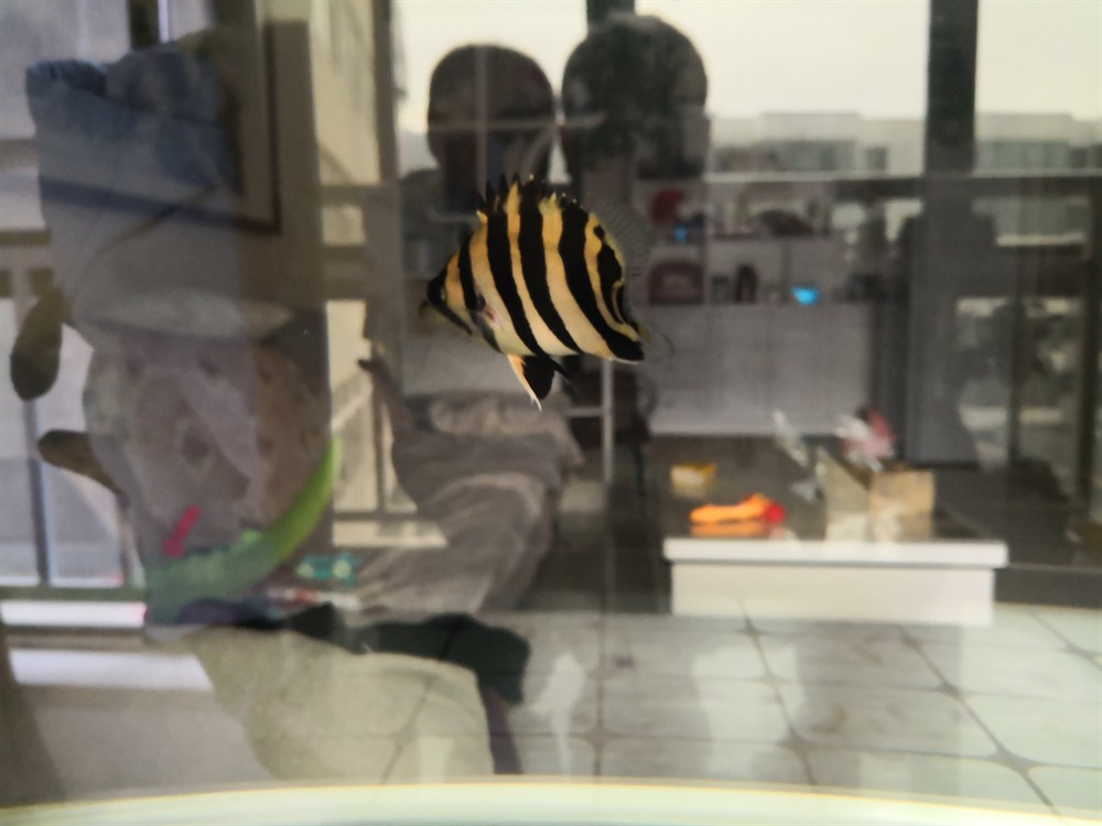 虎魚倒立了求教 虎魚倒立了求教 虎魚百科 第6張