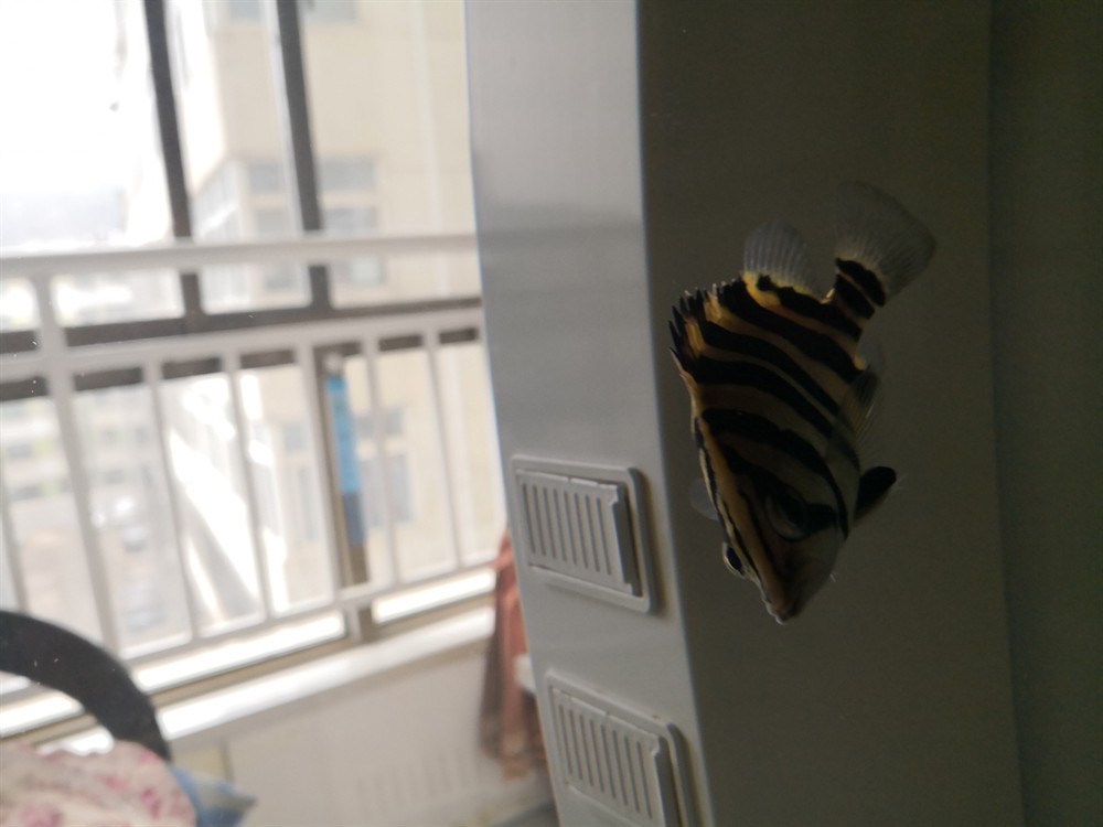 虎魚倒立了求教 虎魚倒立了求教 虎魚百科 第7張