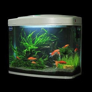 超白魚缸批發：超白玻璃魚缸批發價格是多家鼎尊日用玻璃制品有限公司 超白魚缸批發：超白玻璃魚缸批發價格是多家鼎尊日用玻璃制品有限公司 魚缸百科 第3張
