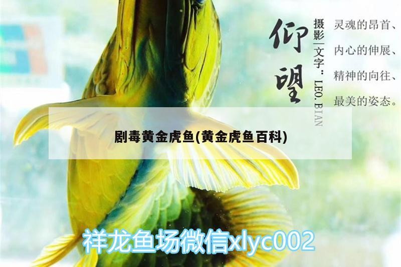 劇毒黃金虎魚(黃金虎魚百科) 劇毒黃金虎魚(黃金虎魚百科) 虎魚百科