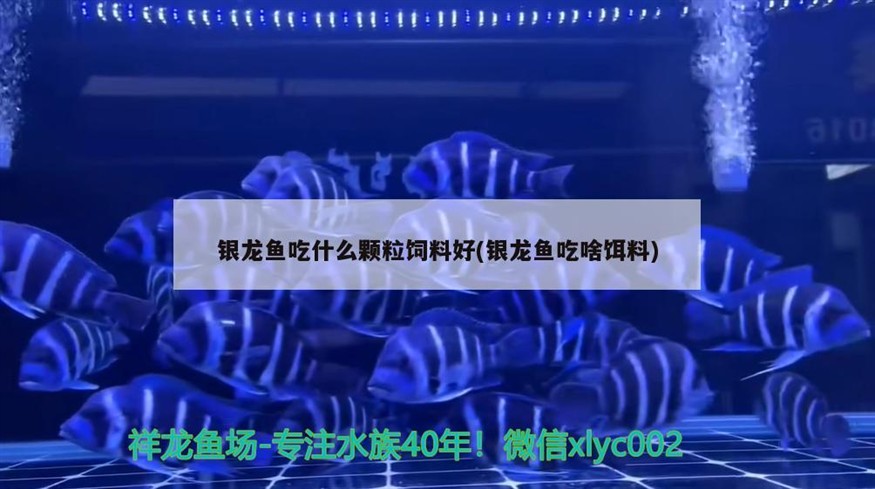 銀龍魚吃什么顆粒飼料好(銀龍魚吃啥餌料)